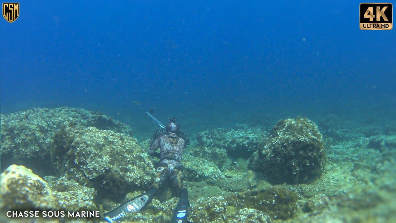 CHASSE SOUS MARINE Grosse Seriole +15 kg Peche sous marine Méditerranée