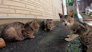 路地裏では野良猫の集会が行われていました
