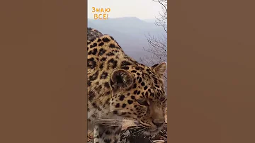 Дальневосточный леопард - 😨😥 вид на грани вымирания!😱