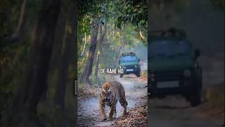 Celebrity What to do if a Tiger attacks you Wealth