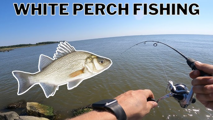 How to Catch White Perch - Step by Step Tying a Perch Rig 