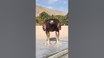 Amazing Golden Eagle| the King of birds of Prey🦅👀