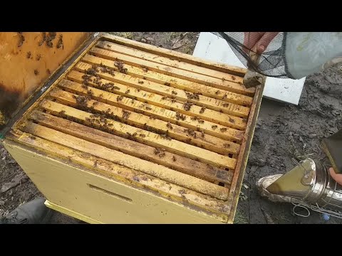 Весна!!! Беглый осмотр