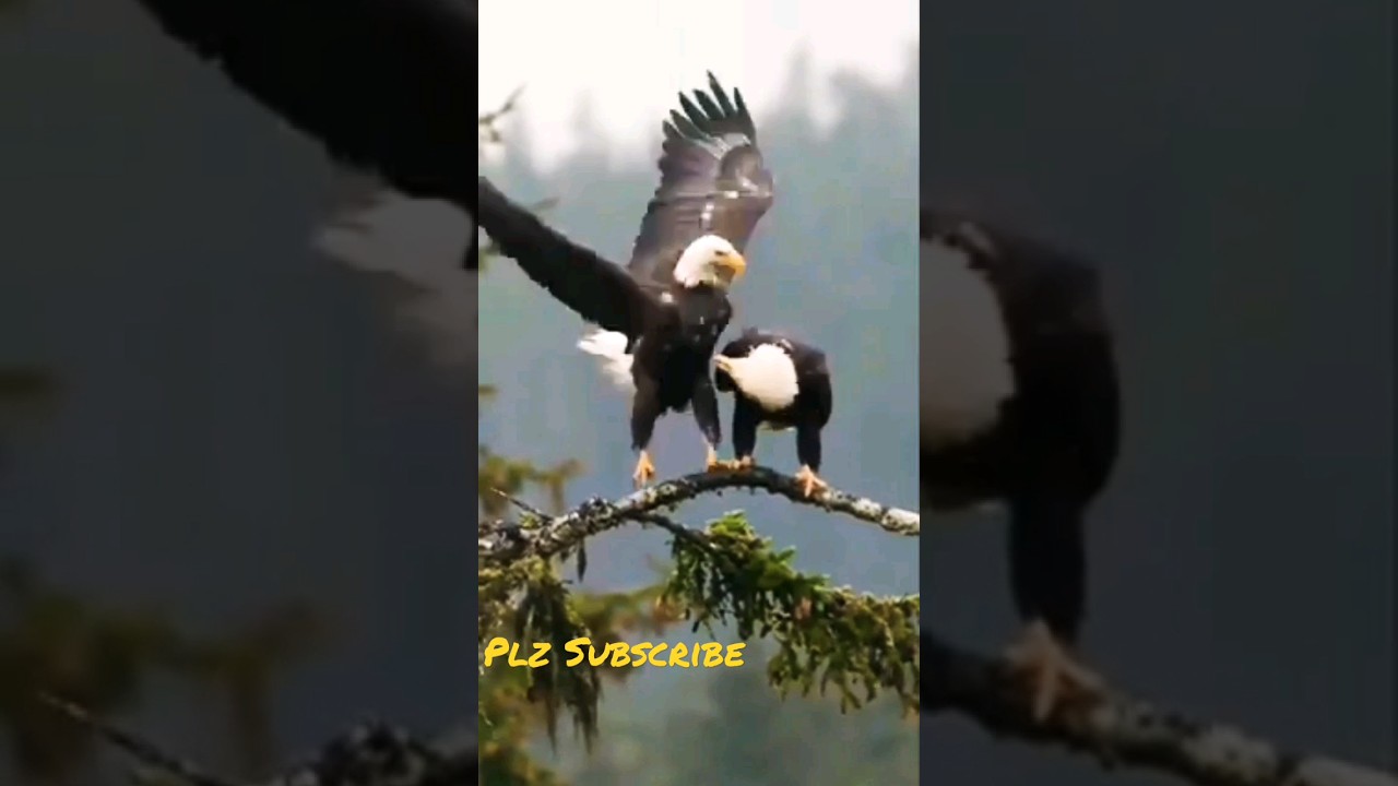eagle mating video amazing 