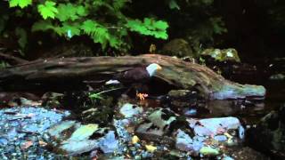 Wild Eagle Eating a Salmon