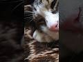 顔ピク(寝ピク)する猫 #Shorts