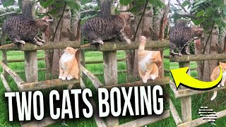 Two Cats Tries to Slap Each Other Same Time but Winds up Boxing