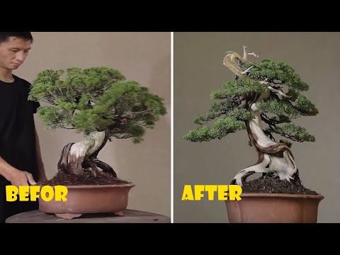 Video: Jinsi Ficus Blooms (picha 7): Maua Ya Ficus Ya Benyamini Nyumbani, Sifa Za Maua Ya Ficus Diversifolia