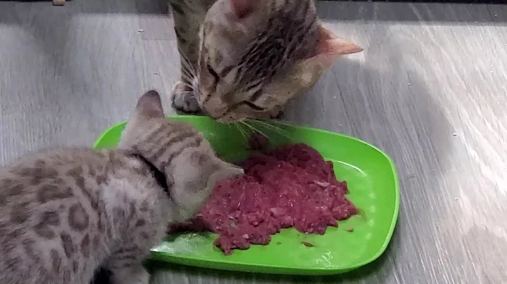 Video 3927111: bengal cat, bengal eating, baby bengal