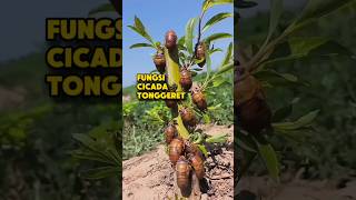Download Lagu FUNGSI CICADA TONGGERET #cicada #garengpung #serangga #seranggaunik #hewanunik MP3