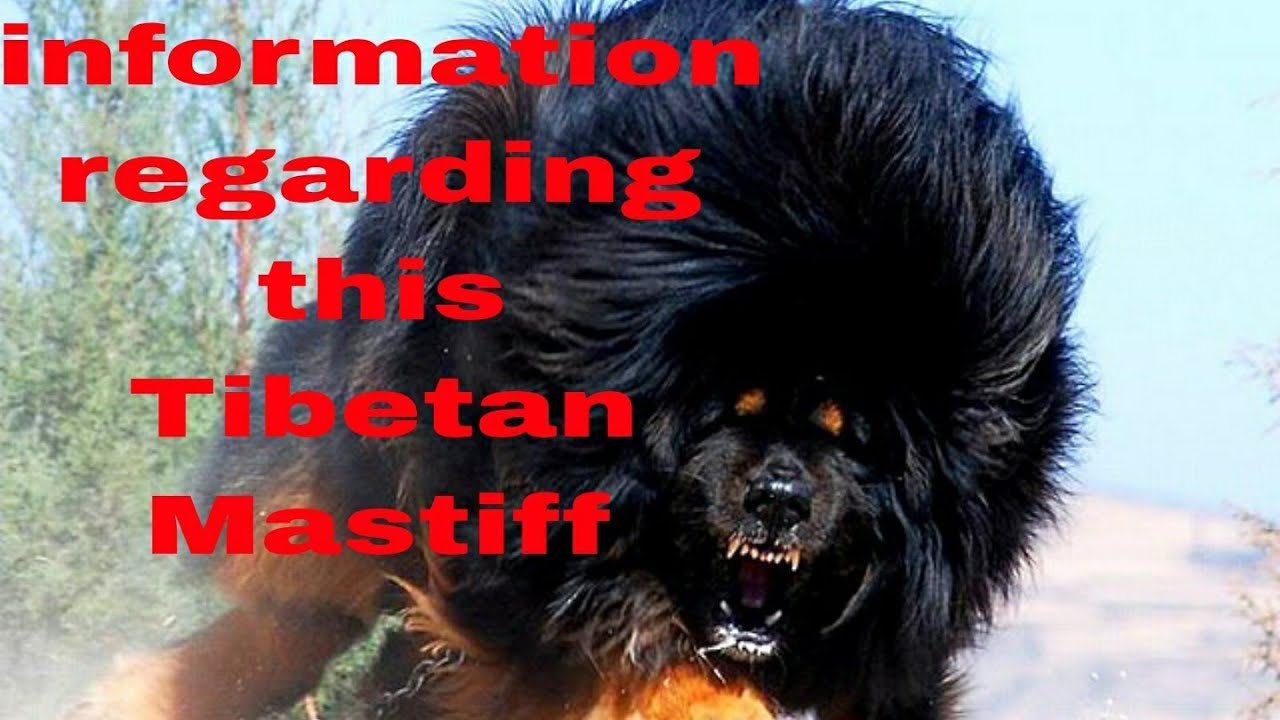 Tibetan mastiff Dog Female Detail Video All information about Gaddi