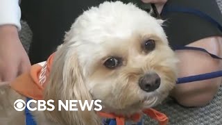 Therapy dogs bring joy to government workers in Washington, D.C.