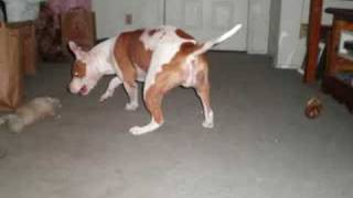 Lucy Another Loving Pitbull