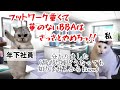 【スカッと猫ミーム】赴任してきた男性年下社員がやりたい放題やるから会社やめたったｗ #猫マニ #猫ミーム