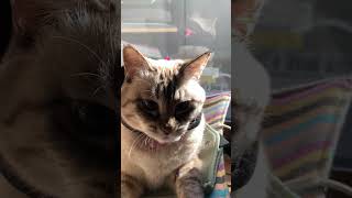 ハロウィンがいやな猫