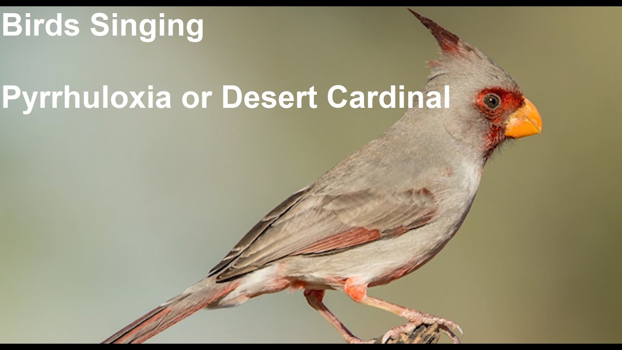 birds-singing-pyrrhuloxia-or-desert-cardinal-sounds-of-nature-youtube