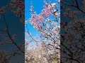 Earliest Cherry Blossom Kanzakura 寒桜 2026 桜祭り 南房総和田町花園