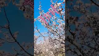 Earliest Cherry Blossom Kanzakura 寒桜 2026 桜祭り 南房総和田町花園