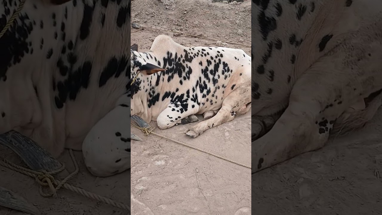 Chill White Bull 🐂 | Small Black Spots | Calm King Sitting in Bakra Mandi