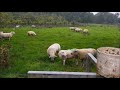 3 of 3 | Turning out Rams | Synchronise lambing | Sponging Ewes | Stimovar | PMSG