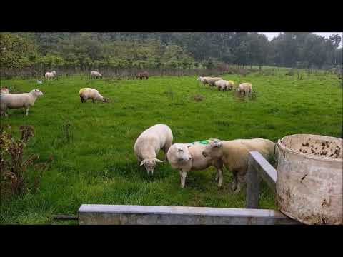 Video: Apelați La Ewe-turn Pentru „Running Of The Sheep” De N.Z