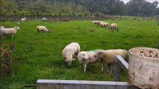 3 of 3 | Turning out Rams | Synchronise lambing | Sponging Ewes | Stimovar | PMSG