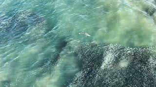 East Hampton Sharks 10yd offshore-Hampton Drone 4K Footage