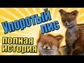 Упоротый лис. Полная история с продолжением