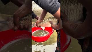 Vietnam Big Mrigel Fish Breeding System #shorts