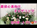 超初心者向けギャザリング!日々草とトマト
