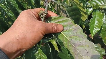 Ai nói phun movento trị rệp sáp cà phê không hiệu quả  ?