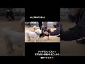 【ドッグラン】怖がりさんのドッグランレッスン~匂いを嗅がれる事から慣れていこう~