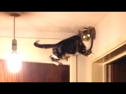 Video: Wie Sie Den Geist Ihrer Katze Zerquetschen