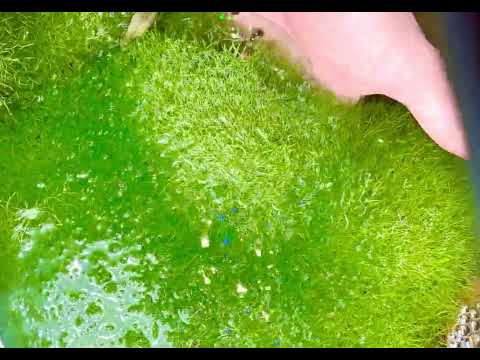 Riccia Fluitan | Floating Crystalwort | AuShrimpHome