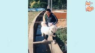 Funniest DOG confused Video compilation 2021