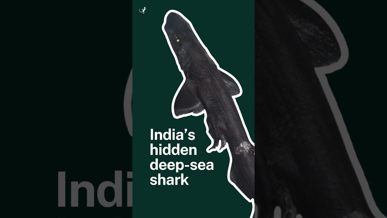 A new species of catshark emerges in India | Kerala - YouTube