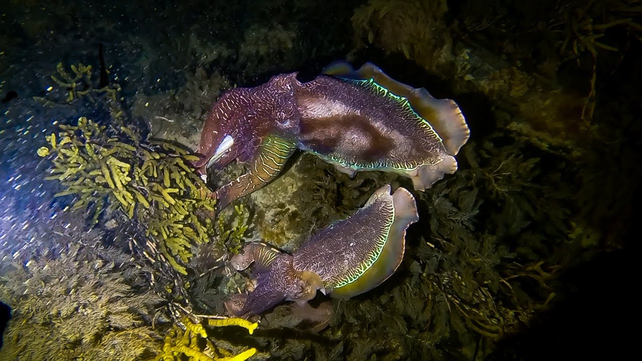 Night Diving With Giant Cuttlefish! - YouTube