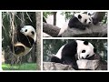 Our peaceful panda family☮️🐼✨️Lounging &amp; eating all day long🐾🎋🍪💕