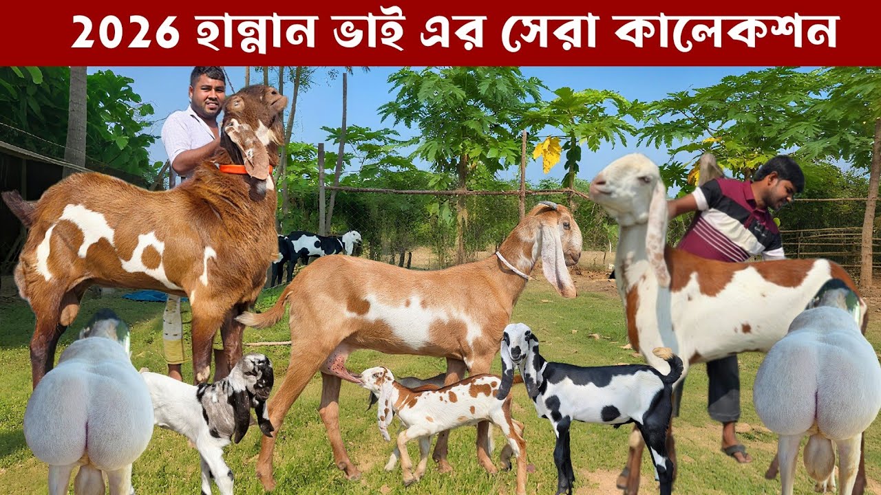 হান্নান ভাই এর ২০২৬ এর সেরা ছাগল ও দুম্বার কালেকশন Goat and dumba 