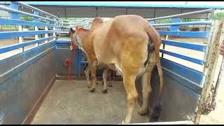 gir cow sell out ( ajmer) aravali dairy farm 9983954391