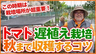 家庭菜園や農園でトマトを秋まで収穫する遅植え栽培！雨風対策や夏の暑い日差しから守る遮光対策！栽培オススメ品種や挿木栽培の方法！トマトの育て方の注意点を徹底解説！【農園ライフ】