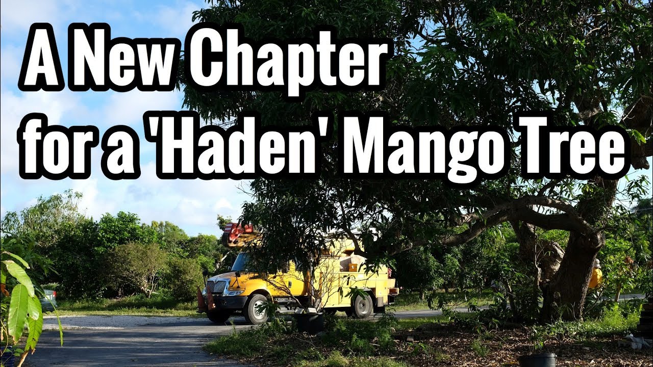 A New Chapter for One of Our 80-year-old 'Haden' Mango Trees