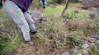 How to Prune Salvias: Spring Edition