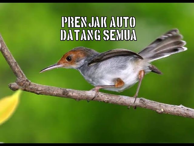 suara pikat burung prenjak yang susah turun class=