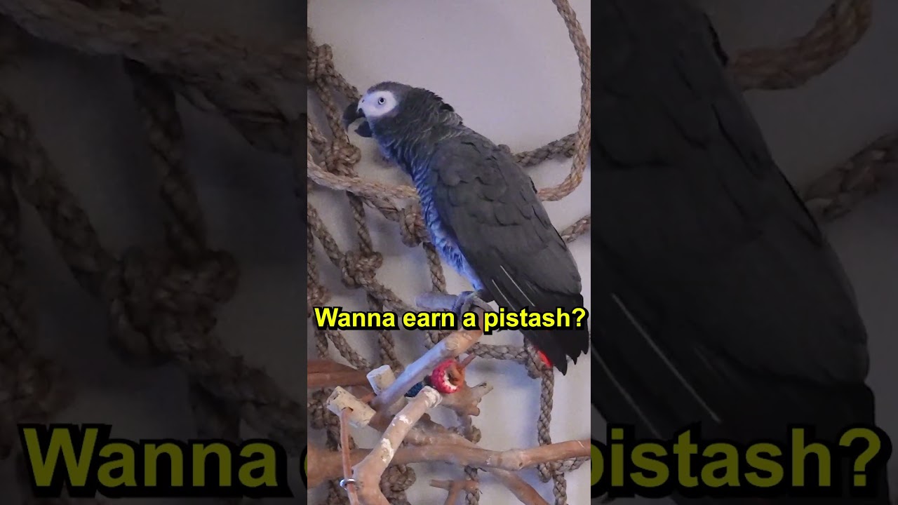 Это ____🦜
