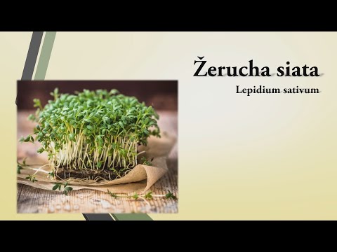 Žerucha siata – bohatý zdroj vitamínu C