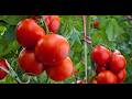 🍅❤️JITOMATE: El alimento rojo que cuida tu corazón, piel y vista #saludnatural #jitomate