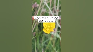 القرآن الكريم بصوت جميل #لايك #quran #ناصر_القطامي #mbc #خالد #تفاعل #خالد_الجليل #تلاوات
