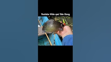 Không nghĩ ở đây lại có cá to #miềnquêtiềngiang #câucárôđồng #câucá #fishing