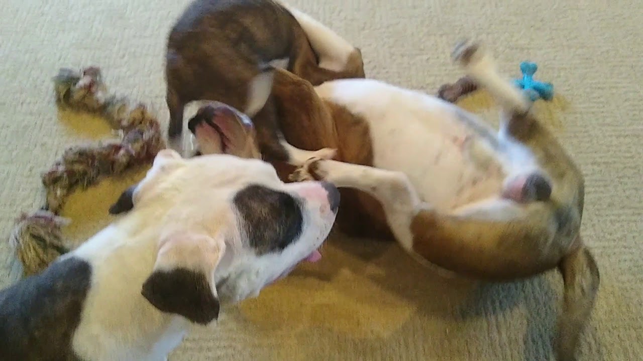 guard dog bulletproof backpack Georgia May, Playing With Her Parents💖- F.F. Fox'SFarm of ALAPAHA BLUE BLOOD BULLDOGS